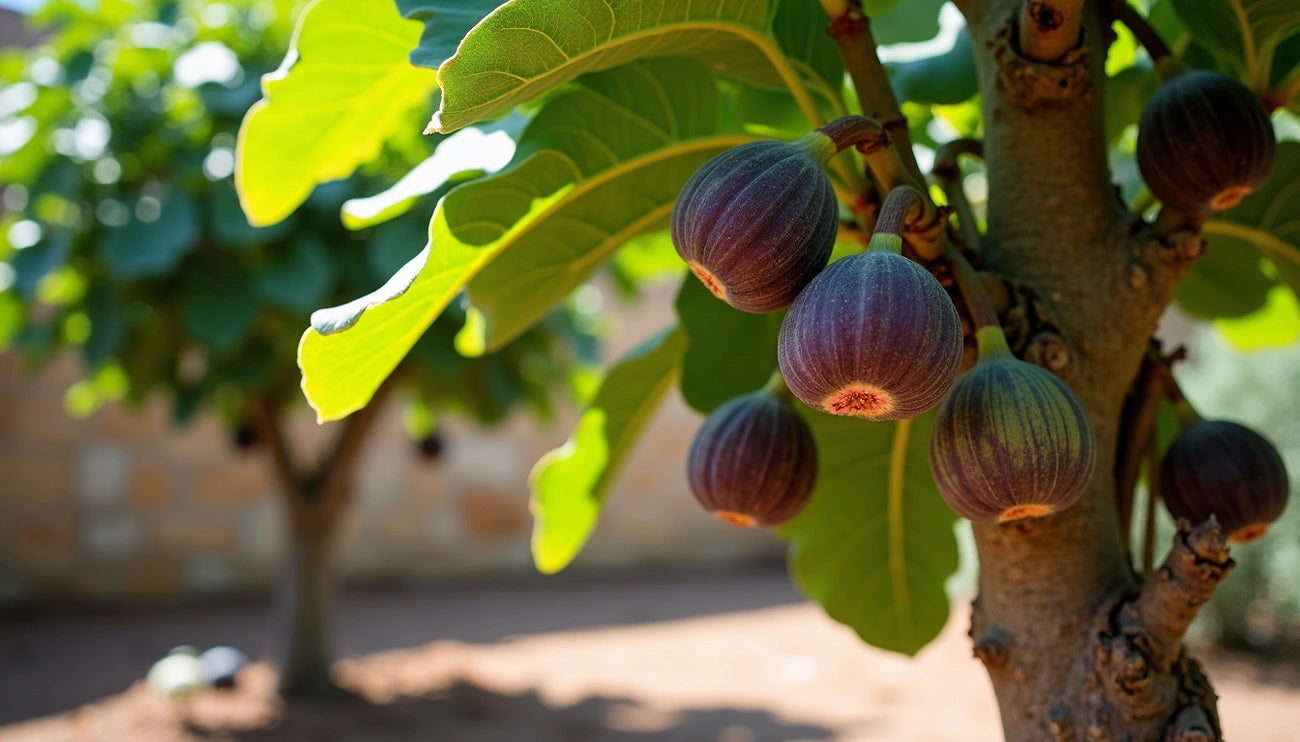 The Truth About Fig Trees: Do You Really Need Two to Get Fruit? – Online Fig Trees
