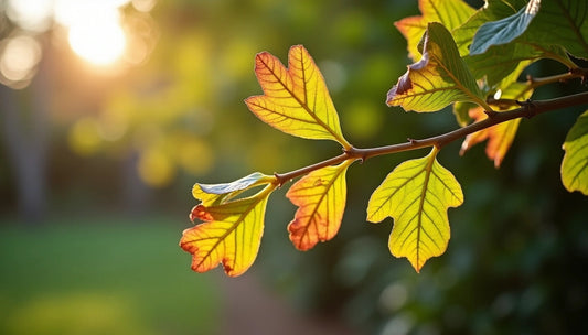 When Do Fig Trees Lose Their Leaves? A Garden Expert Explains