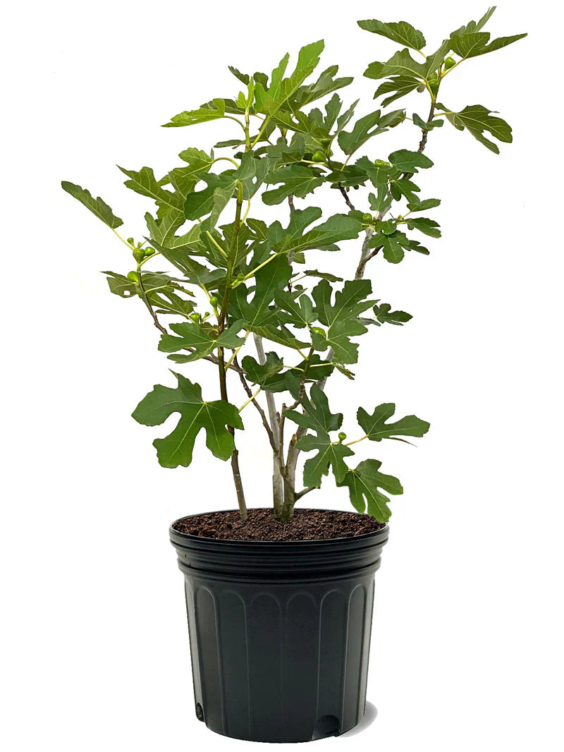 Healthy Black Mission fig plant in pot