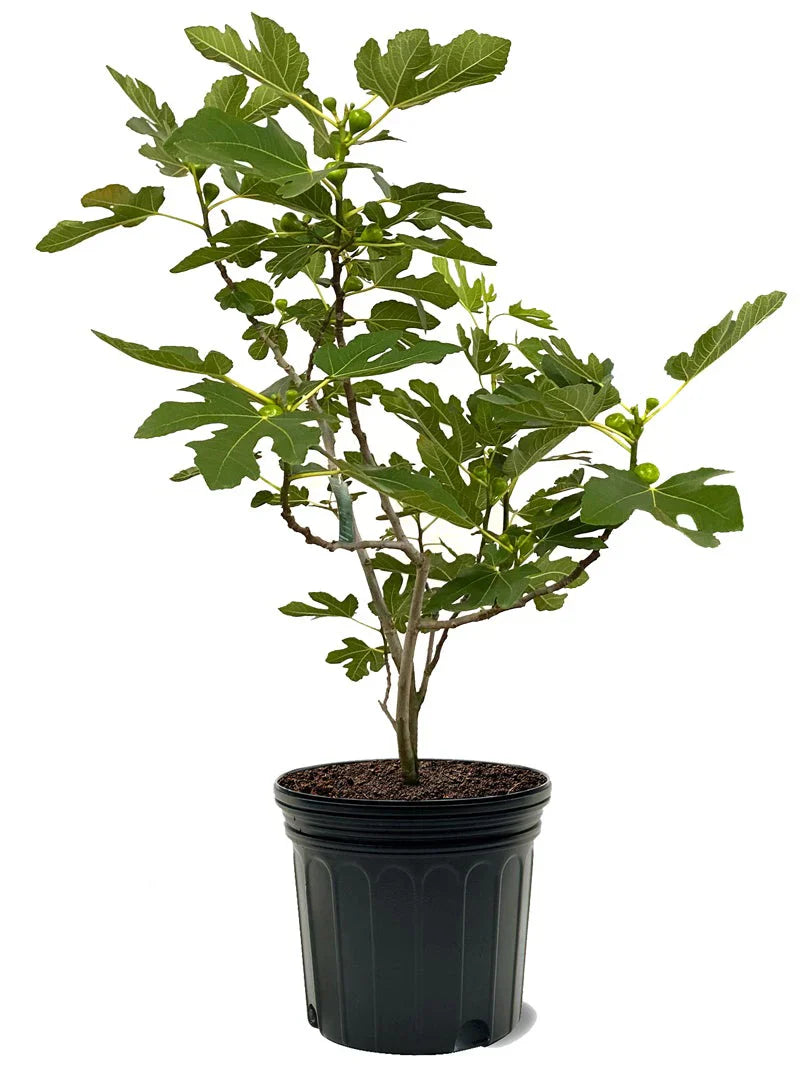 Brown Turkey fig plant in black nursery pot