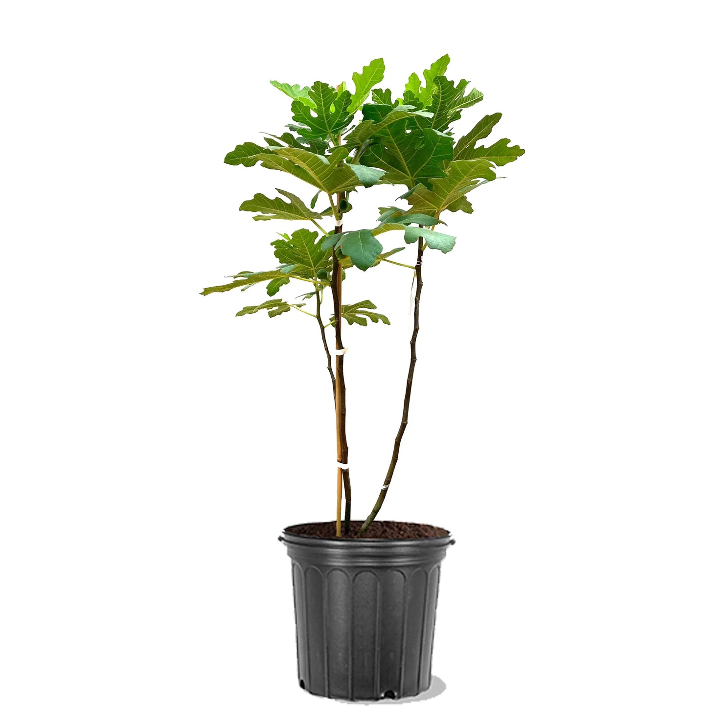 Small Chicago Hardy fig plant in pot