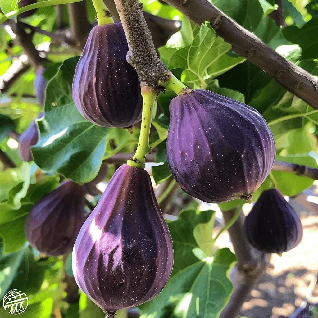 LSU Purple figs hanging from a tree branch with green leaves.