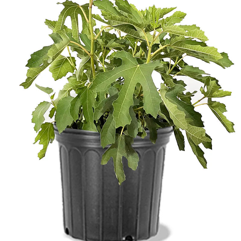 Bushy Olympian fig plant in container