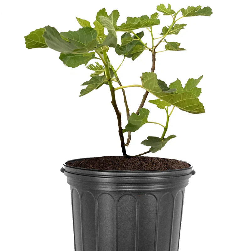 Healthy Yellow Long Neck fig plant growing in nursery pot