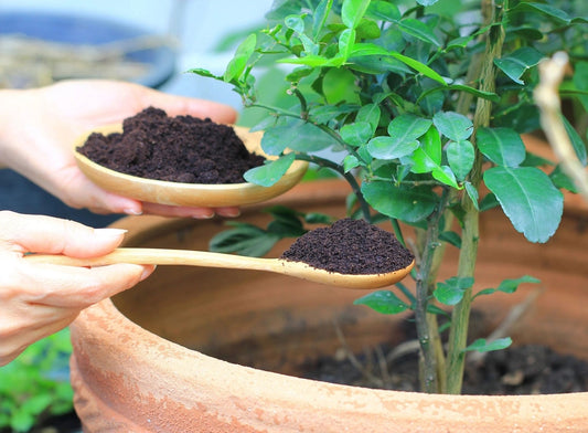 Are Coffee Grounds Good for Fig Trees? Expert Gardeners Finally Answer
