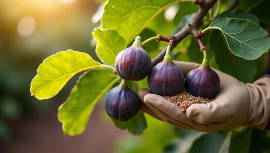 Best Fertilizer for Fig Trees: Perfect Timing and Types for Success