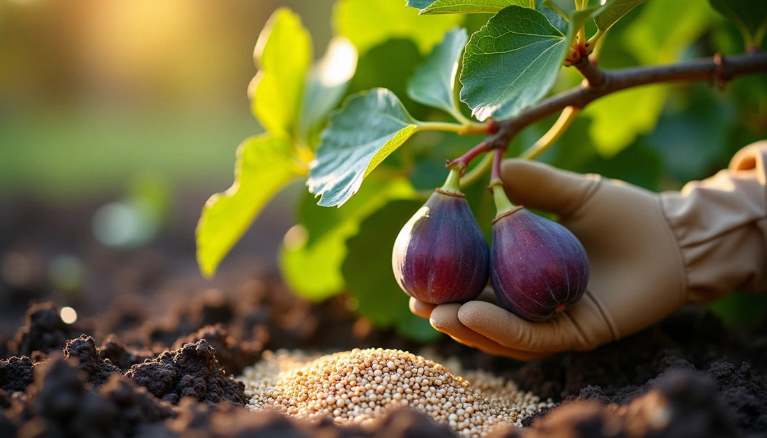 Best Fertilizer for Fig Trees: Perfect Timing and Types for Success