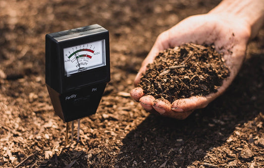 Do Fig Trees Like Acidic Soil? What Every Garden Expert Knows