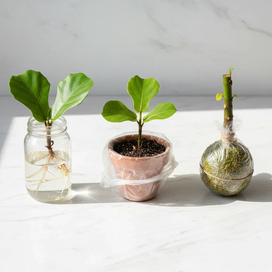 Three fig propagation methods shown side by side: fig cutting rooted in water, young fig plant growing in soil, and air-layered fig branch wrapped with moss