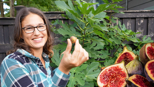 How Much Sun Do Fig Trees Need? A Foolproof Guide for Beginners