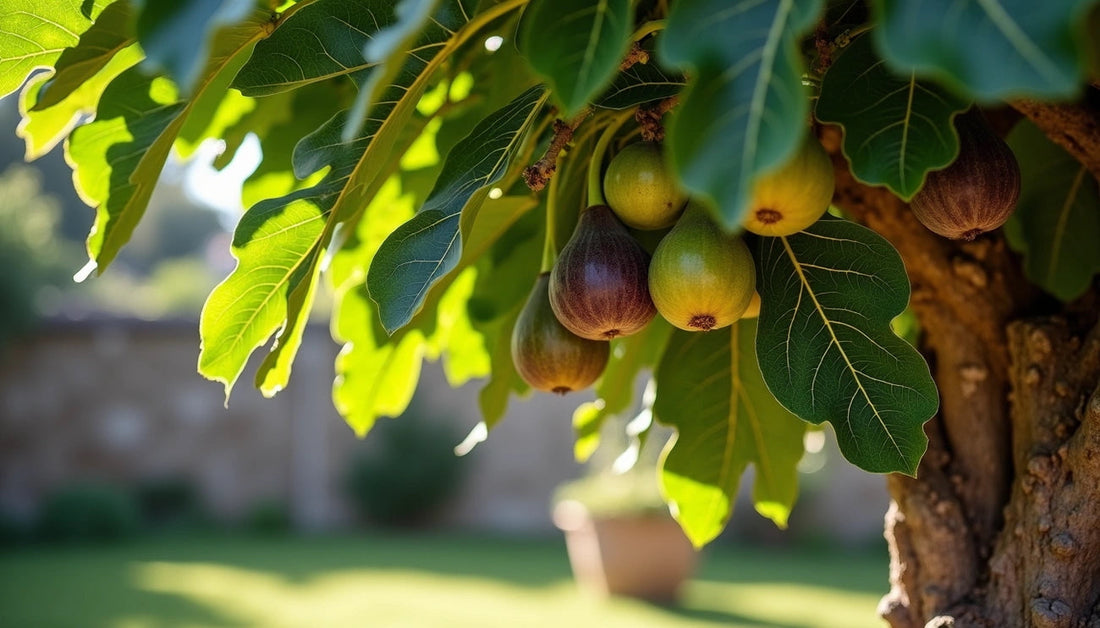 What Do Fig Trees Look Like? A Simple Guide to Identifying These Beautiful Plants