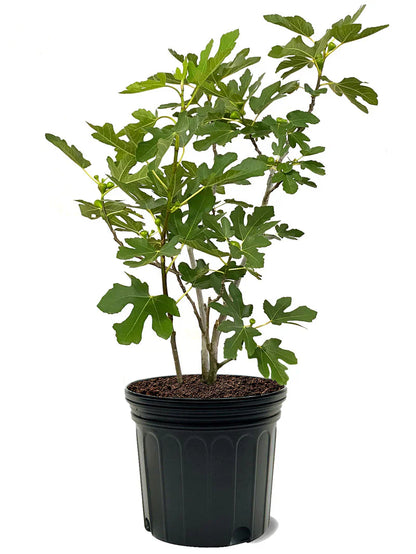 Black Mission Fig