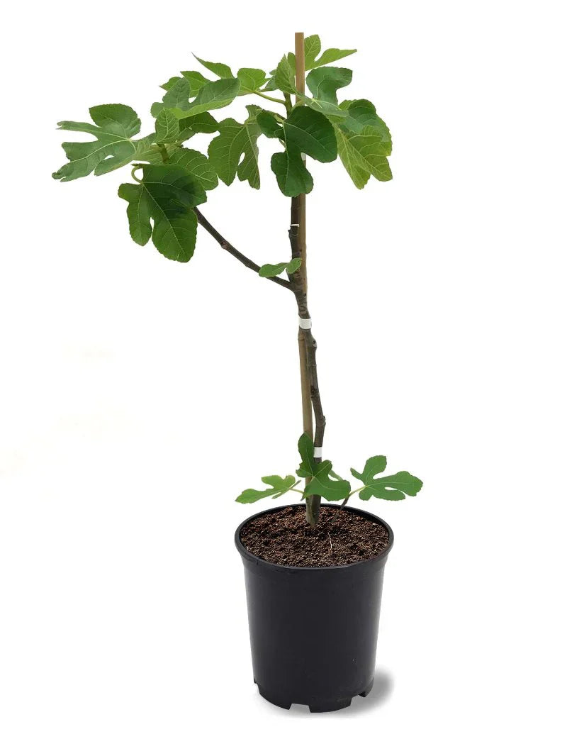Black Mission Fig