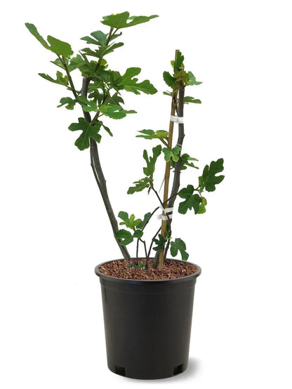 Black Mission Fig