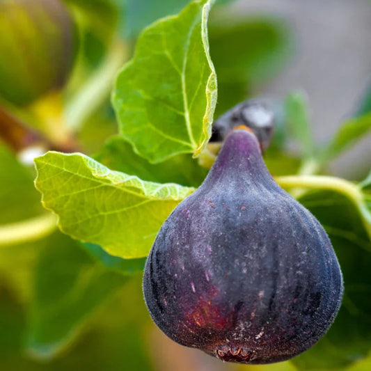 Black Mission fig growing on tree with green leaves