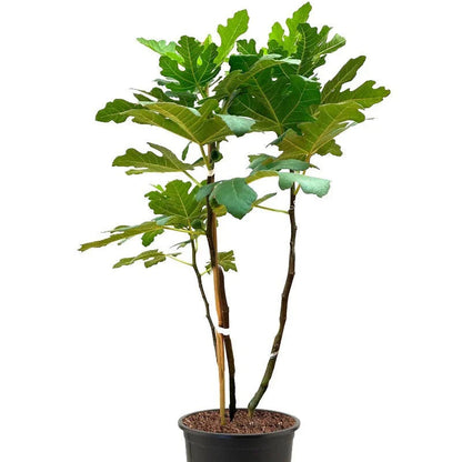Brown Turkey (California) Fig