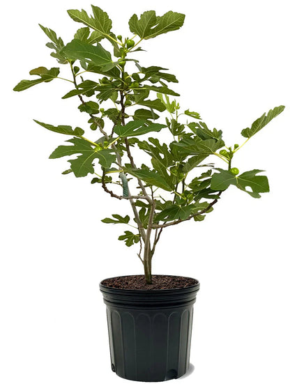 Brown Turkey (California) Fig