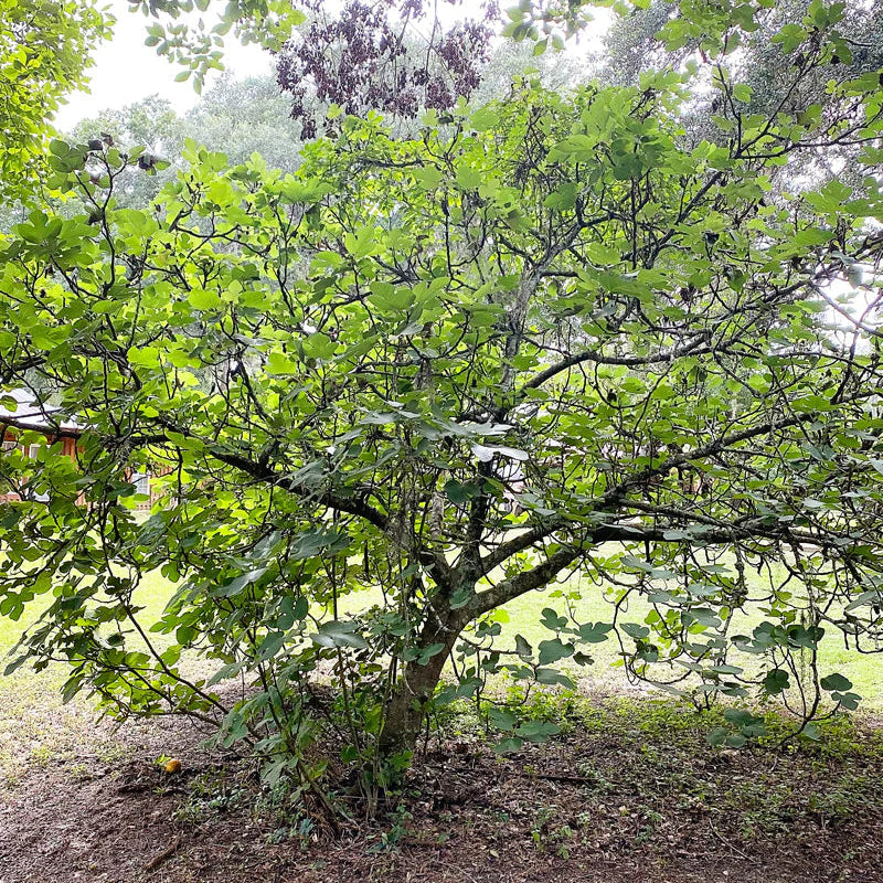 Brown Turkey (California) Fig