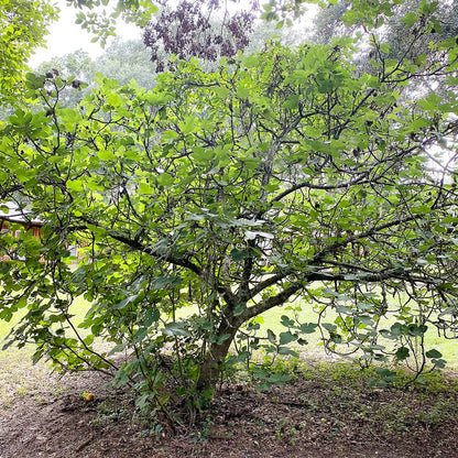 Brown Turkey (California) Fig