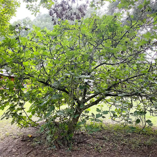 Brown Turkey fig tree with green leaves in a natural setting.
