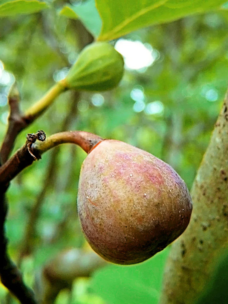 Celestial Fig Tree