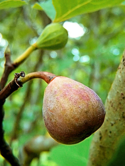 Celestial Fig Tree