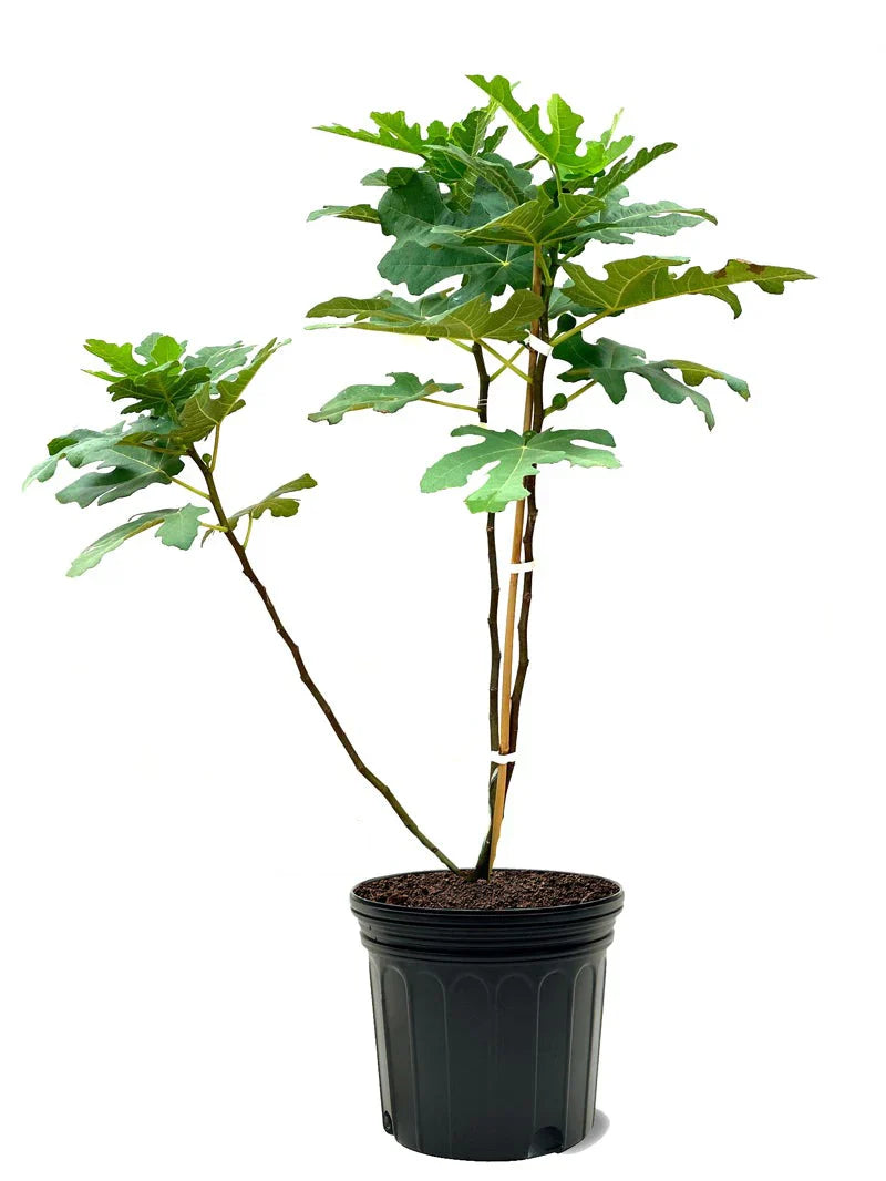 Celestial Fig Tree