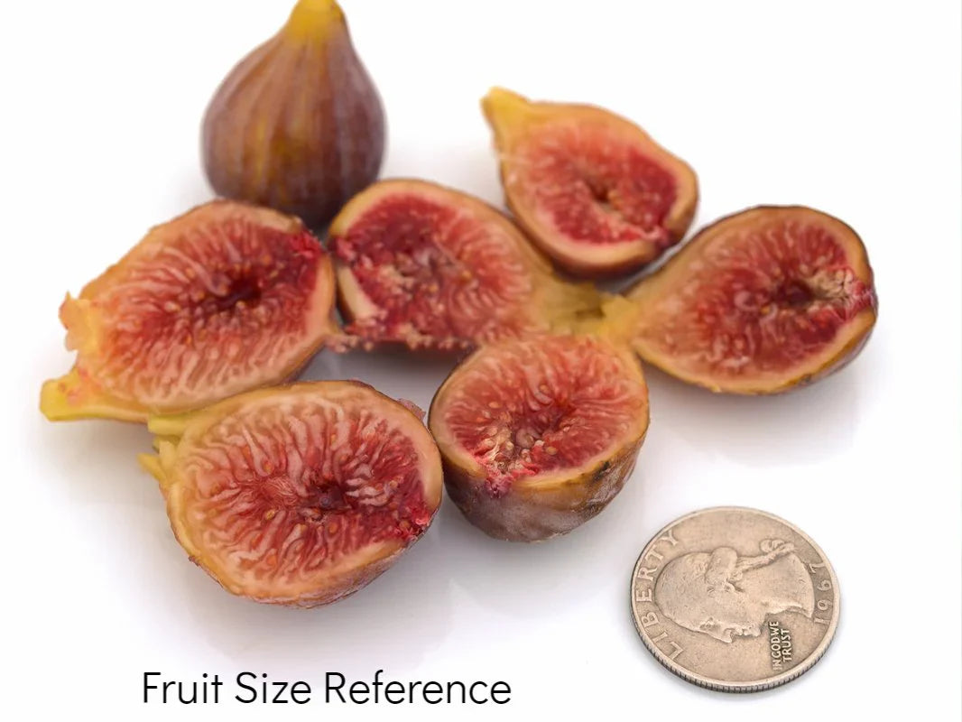 Celestial Fig Tree