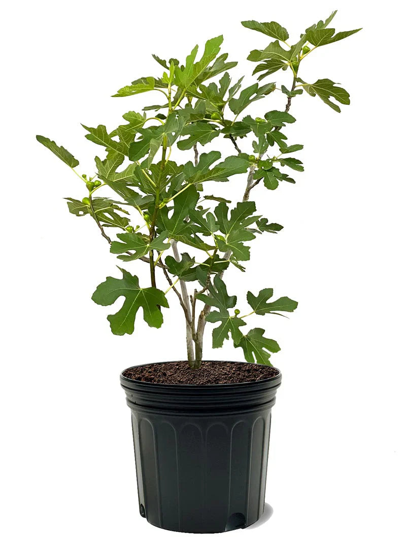Celestial Fig Tree