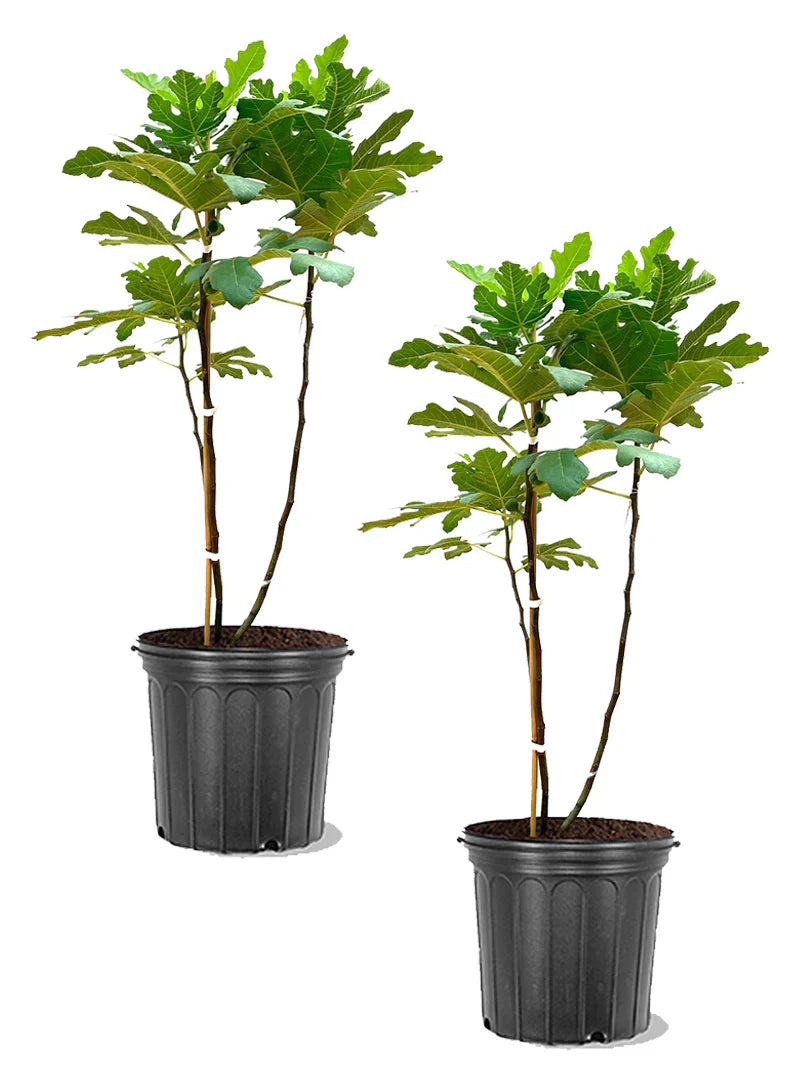 Celestial Fig Trees