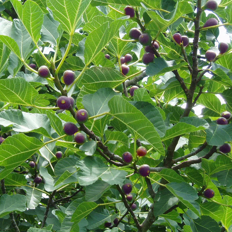 Celestial fig tree with ripening figs and green leaves