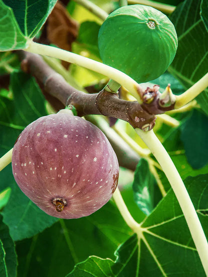 Chicago Hardy Fig Tree