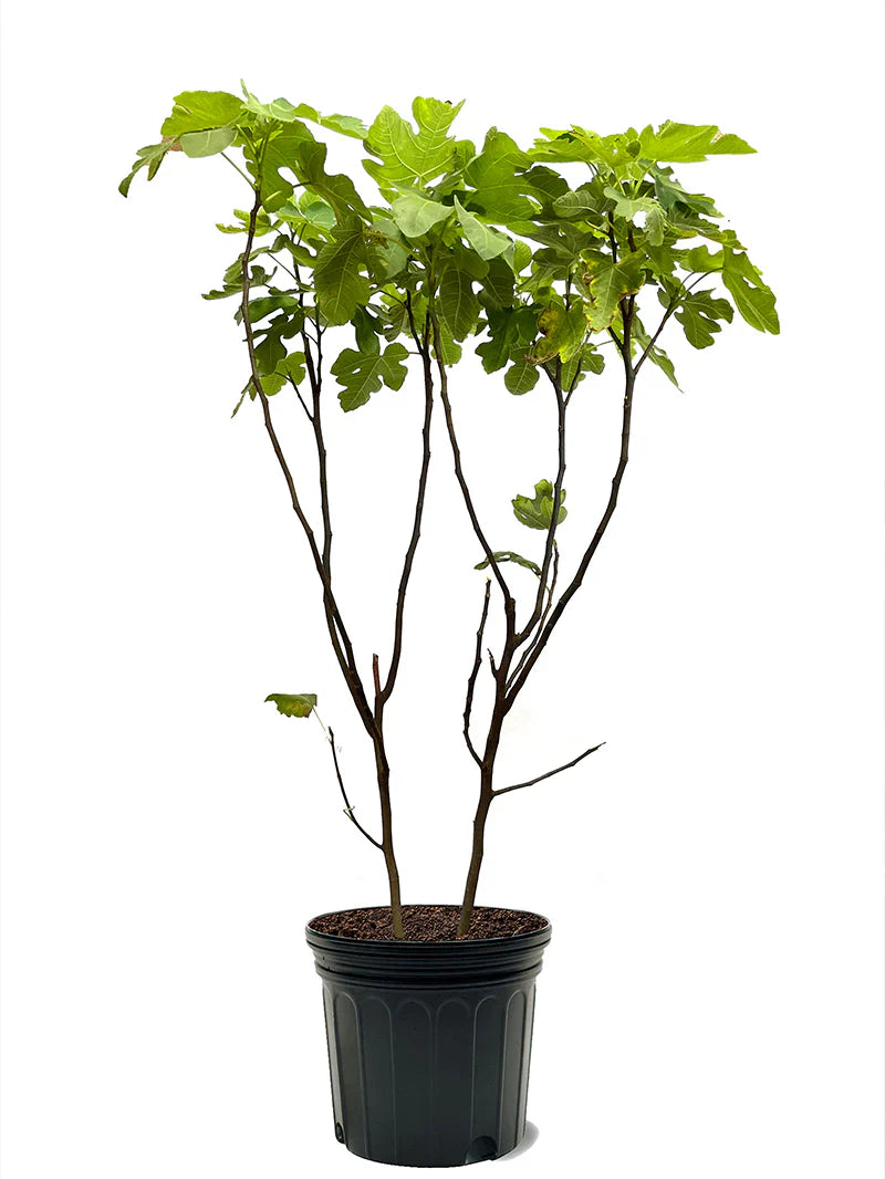 Chicago Hardy Fig Tree
