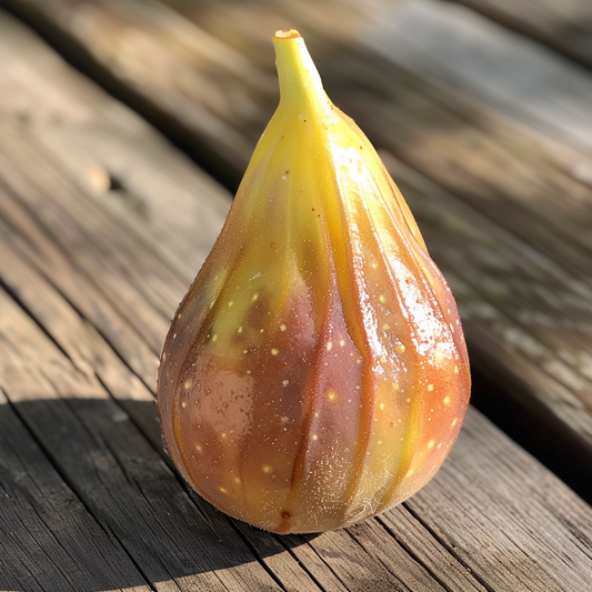 Desert King Fig Tree
