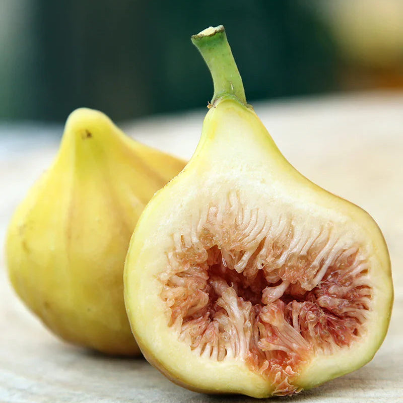 Yellow Long Neck Fig