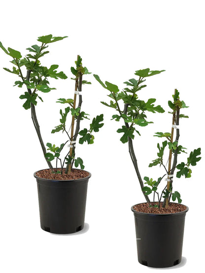 Black Mission Fig