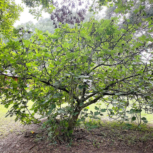 Hardy Chicago Fig (aka Chicago Hardy Fig)