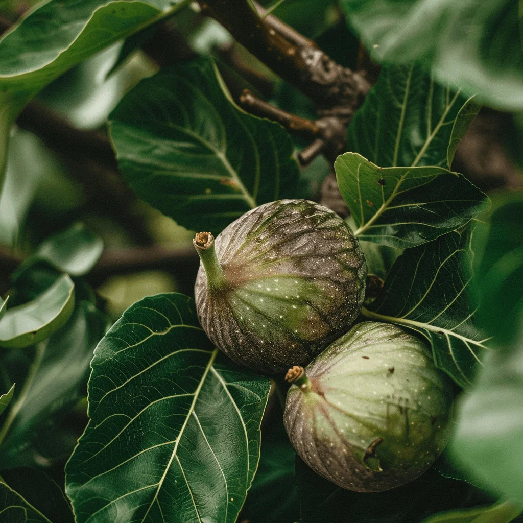 Green Italian Everbearing figs on a tree branch with leaves