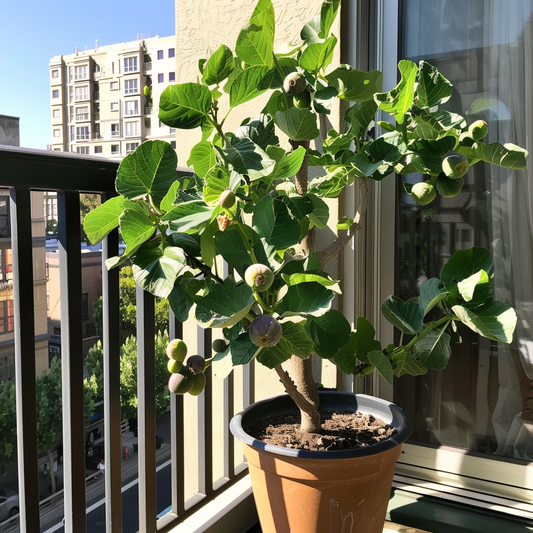 Little Miss Figgy Fig Tree