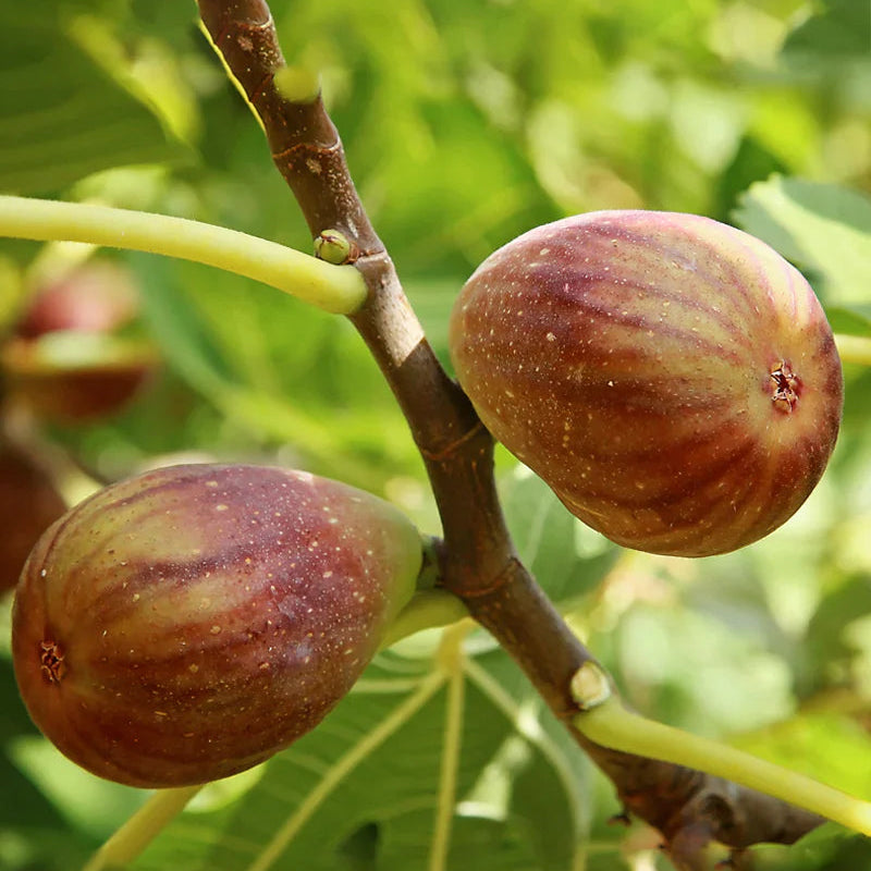 Olympian Fig Tree