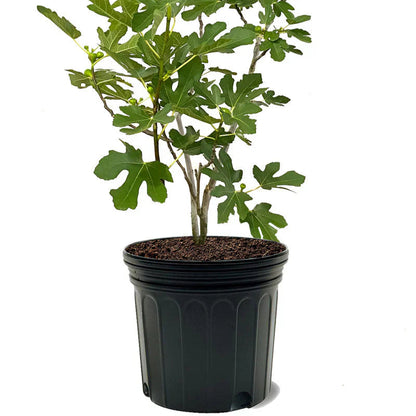 Olympian Fig Tree
