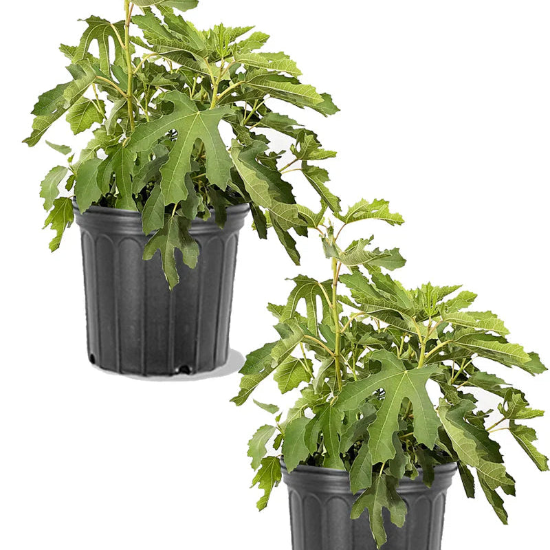 Olympian Fig Trees