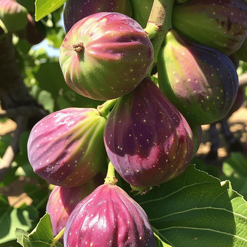 Close-up of ripe Osborne Prolific figs hanging on a tree with green leaves.