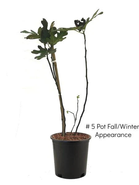 Black Mission Fig