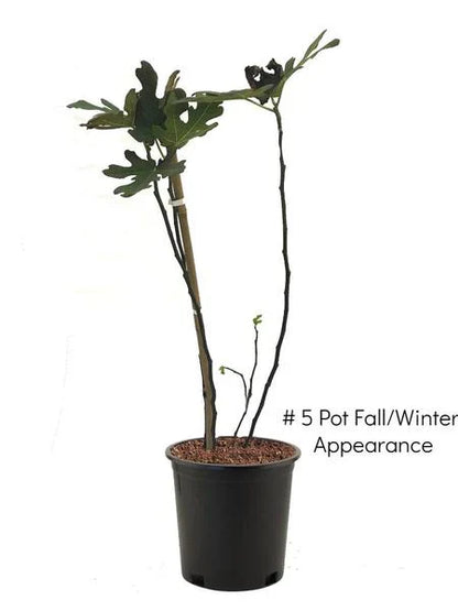 Black Mission Fig
