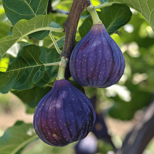 Two Texas Blue Giant figs hanging from a branch with green leaves.