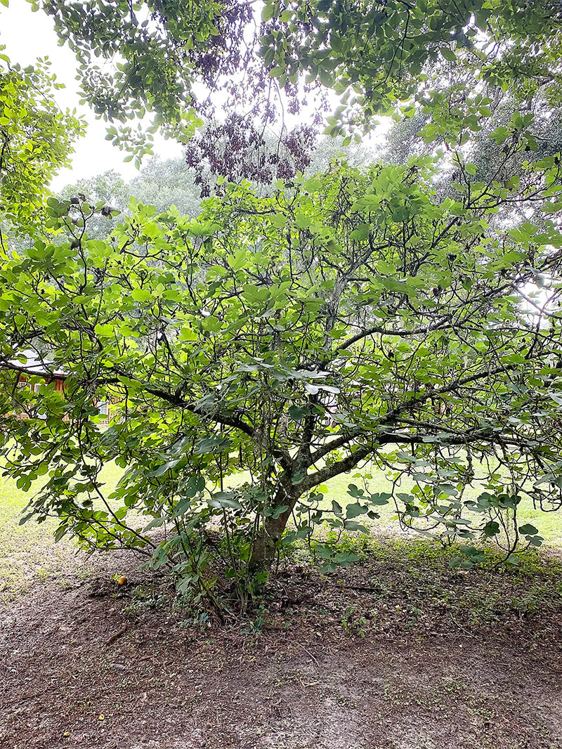 Texas Everbearing Fig Tree