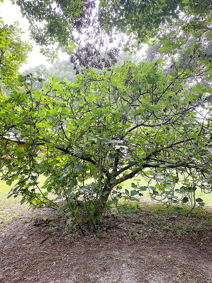 Texas Everbearing Fig Tree