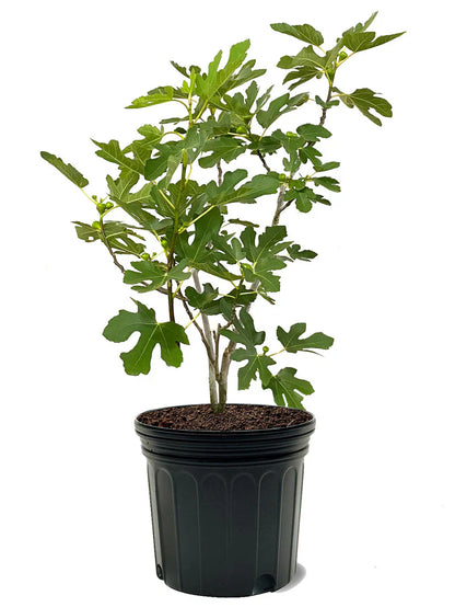 Texas Everbearing Fig Tree