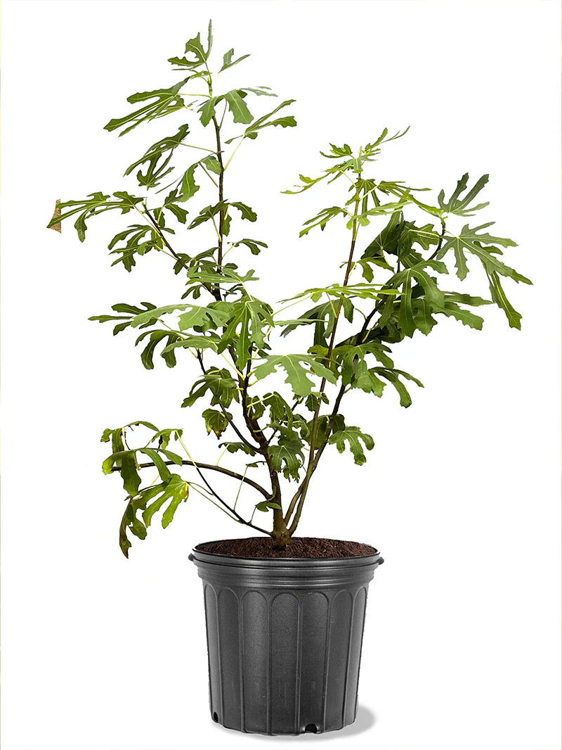 Texas Everbearing Fig Tree